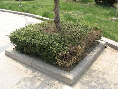 洛陽樹坑石-案例